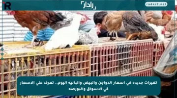 تغيرات جديدة في أسعار الدواجن والبيض والبانية اليوم.. تعرف على الأسعار في الأسواق والبورصة